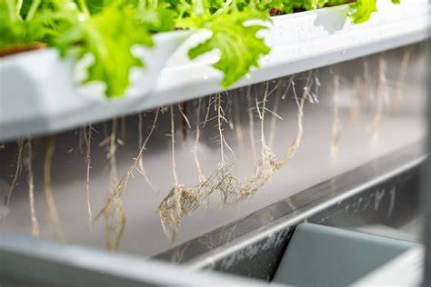 Getting to the roots of aeroponic indoor farming - raincitystudios.com