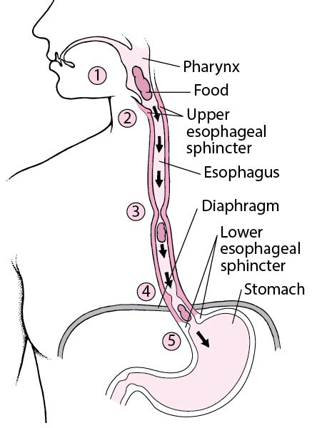 GI (2): Esophagus & Motility Flashcards Quizlet