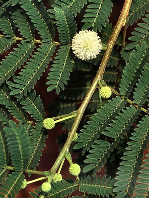 Giant leucaena (Leucaena leucocephala subsp. - balustradellc