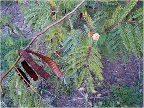 Giant leucaena (Leucaena leucocephala subsp. glabrata): a versatile ... - balustradellc