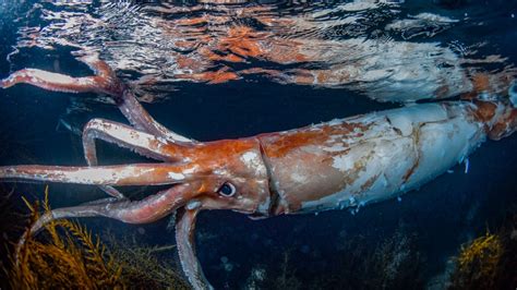 Giant Squid | National Geographic - balustradellc