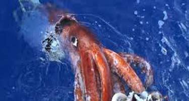 GIANT SQUIDS KILL FISHERMEN - Weekly World News