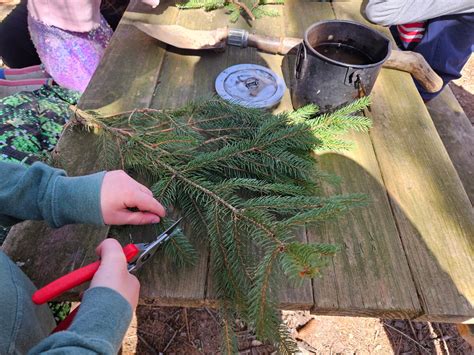 Gifts of the Spruce: Five Steps to Make Conifer Pitch Glue with Kids - balustradellc