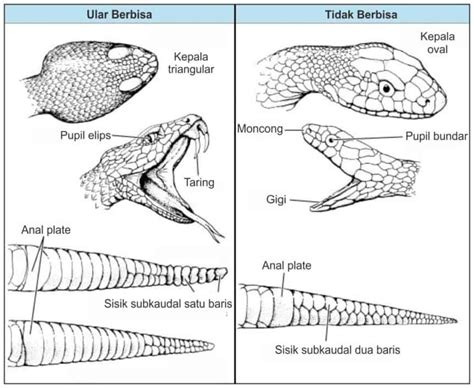 Gigitan Ular: Ciri & Penanganan Gigitan Ular | Rentokil … - balustradellc