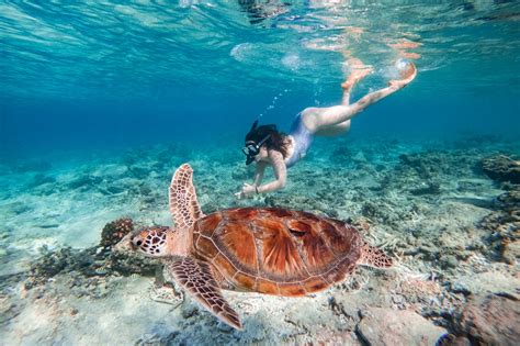 Gili Islands Snorkeling Turtles Coral Reef - balustradellc