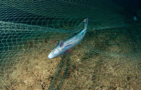 Gill Nets - Nets & More - balustradellc