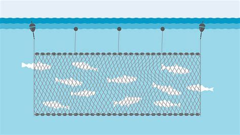Gillnets And Trammel Nets | Marine Stewardship … - balustradellc