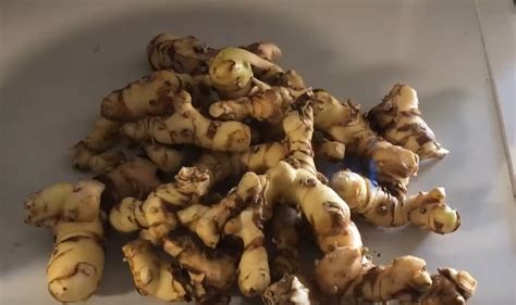 Ginger and Galangal: Growth Update and Tips - balustradellc