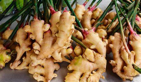 GINGER - WHITE’S GINGER (Mondia whitei ) - raincitystudios.com