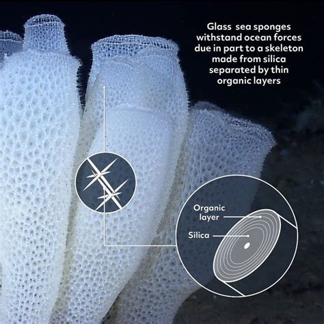 Glass Sponges - Learning Portal - wintechmobiles.com