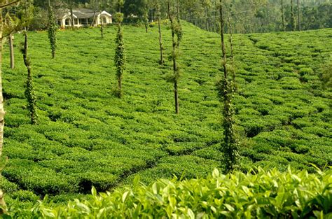 Glenlorna Tea Plantations, Coorg - Timings, Trekking, … - balustradellc