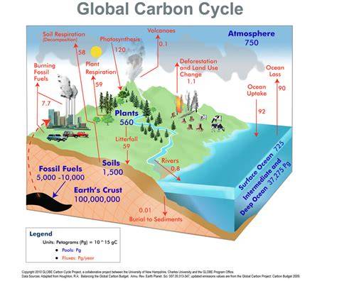 Global Carbon Cycle - an overview | ScienceDirect Topics - raincitystudios.com