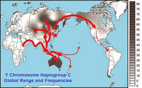 Global distribution of Y-chromosome haplogroup C reveals the ... - wintechmobiles.com