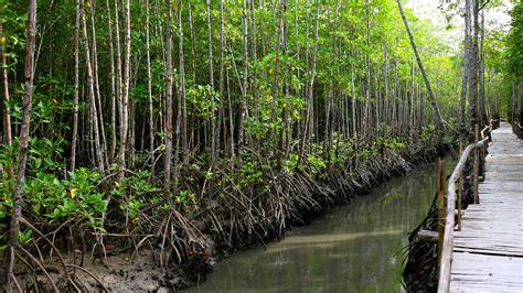Global effort to safeguard mangroves steps up - raincitystudios.com