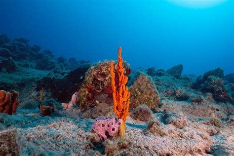 Global review of marine restoration projects and … - raincitystudios.com