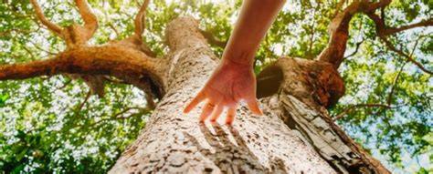 Global Study Reveals a Powerful Hidden Way Trees Are ... - ScienceAlert - raincitystudios.com