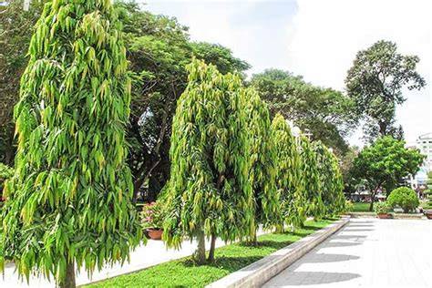 Glodokan Tiang (Polyalthia longifolia) - SMPN 1 PABELAN - raincitystudios.com