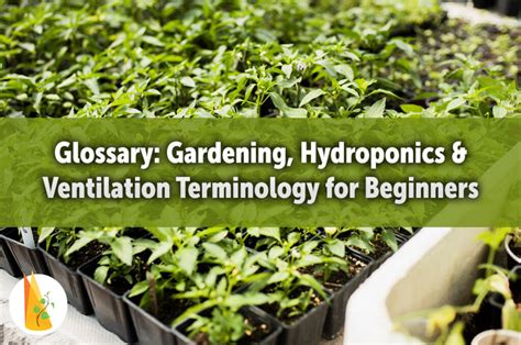 Glossary: Gardening, Hydroponics & Ventilation Terminology for ... - raincitystudios.com