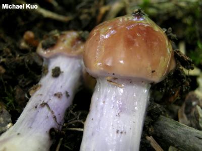 Glossary (MushroomExpert.Com) - muktibox.com