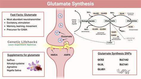 GLUTAMATE | Role of Kainate Receptors in Glutamatergic Synaptic ... - muktibox.com