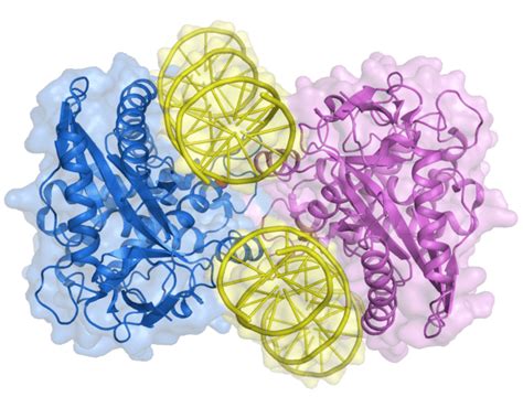 GMP synthase - Wikiwand