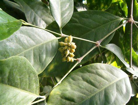 Gnetaceae | Gnetales, Gymnosperms, Conifers - raincitystudios.com
