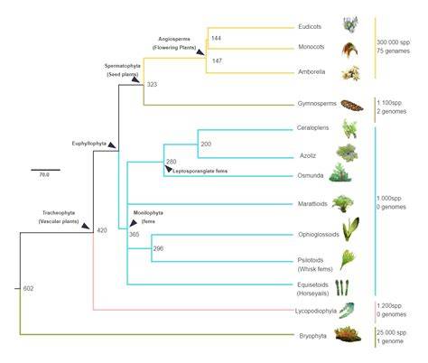 Gnetales: Taxonomic Arrangements and Characteristics | Plants - raincitystudios.com