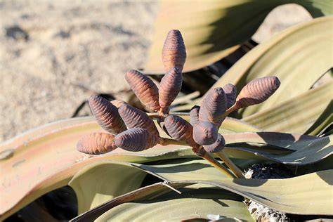 Gnetophyta (gnetophytes) description - The … - raincitystudios.com