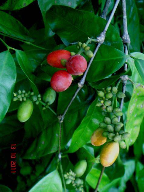 Gnetum gnemon L. | Plants of the World Online | Kew Science - raincitystudios.com