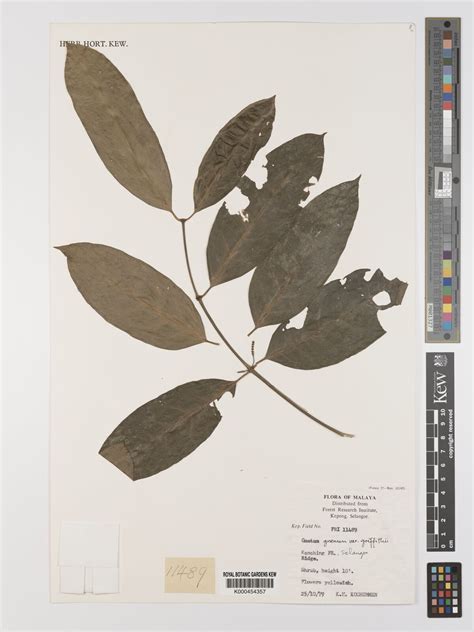 Gnetum gnemon var. griffithii (Parl.) Markgr. | Plants of the World ... - raincitystudios.com