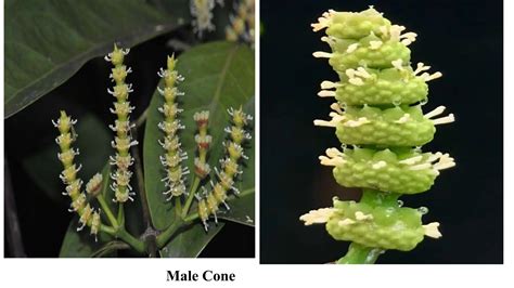 Gnetum L. | Plants of the World Online | Kew Science - raincitystudios.com