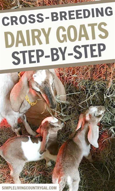 Goat Crossbreeding: A Step-By-Step Guide To Success - raincitystudios.com
