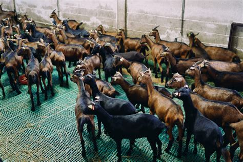 Goat Farming and Resources | Penn State Extension - balustradellc