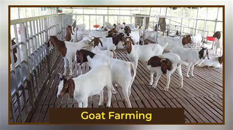 Goat farming is one of the most profitable livestock businesses in ... - raincitystudios.com
