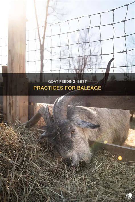 Goat Feeding: Best Practices For Baleage | PetShun - raincitystudios.com