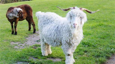 Goat Fiber: A Guide to Different Varieties - Sheep & Goat - raincitystudios.com