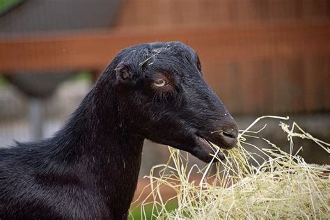 Goat From Farm to Table | Food Safety and Inspection … - balustradellc