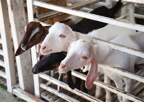 Goat Meat and Raising Goats for Meat - The Happy Chicken Coop - balustradellc