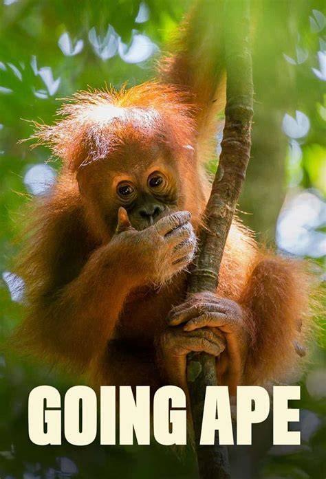 Going Ape - Boca Raton Magazine - raincitystudios.com