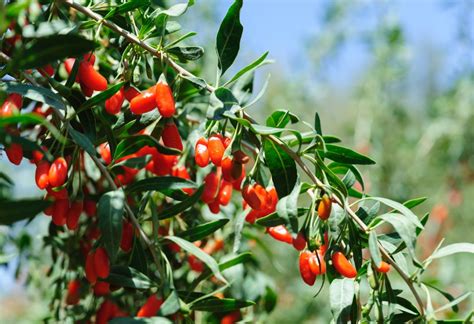 Goji Berry #eps01 - balustradellc