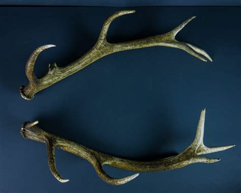 GOLD Red Deer Antler - Gift - Christmas - Crafting - Home Decor … - balustradellc