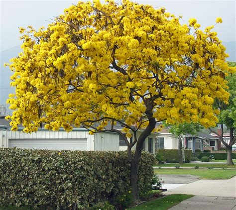 Golden Trumpet Tree - Gardening Solutions - raincitystudios.com