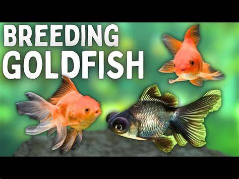 Goldfish Breeding: Secrets of How to Successfully … - raincitystudios.com