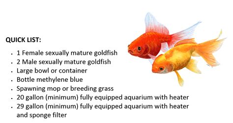 Goldfish Breeding Guide - Easy Steps for Beginners! - raincitystudios.com