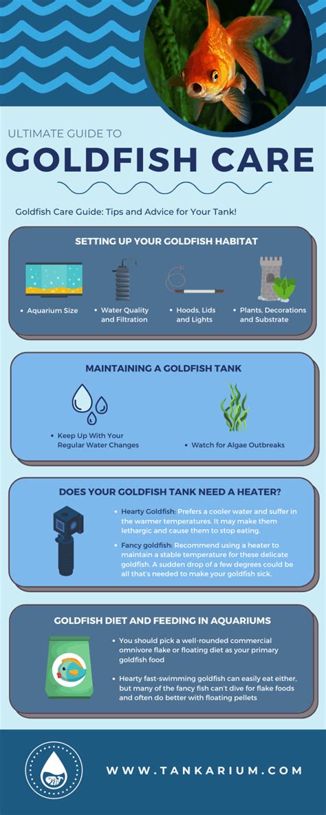 Goldfish Care Guide - Aqueon - raincitystudios.com