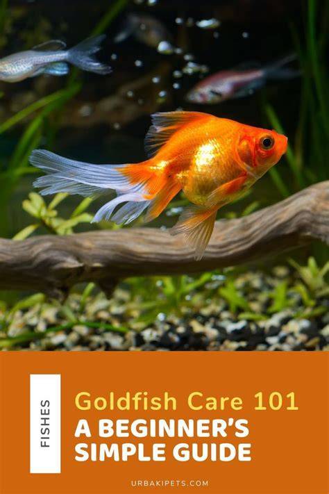 Goldfish Care - Growing, Feeding, Breeding Huge … - raincitystudios.com