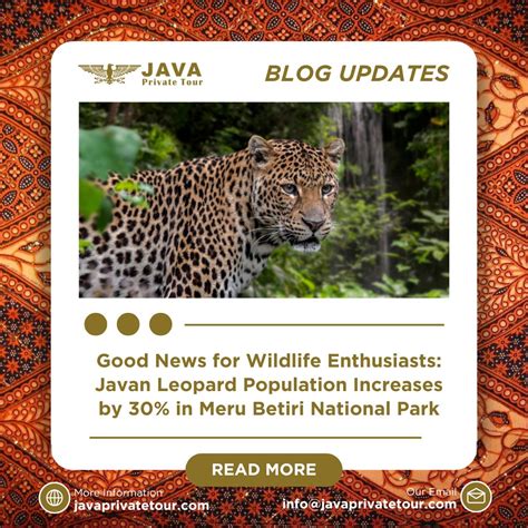 Good News for Wildlife Enthusiasts: Javan Leopard Population Increases ... - raincitystudios.com