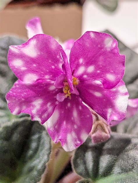 Good product A (@good.product.a)’s videos with Pew Pew ... - balustradellc