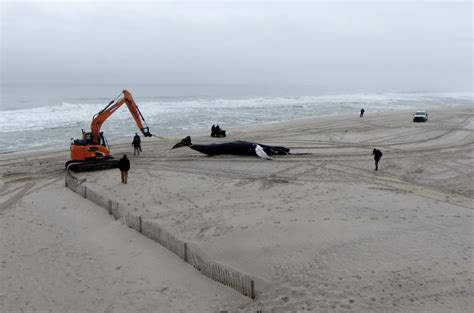 GOP congressmen: Halt offshore wind, probe whale deaths