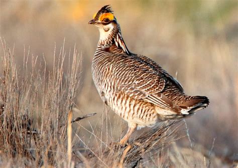 GOP measures would undo protections for endangered lesser prairie chicken